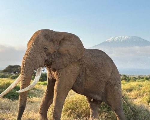 Amboseli Day Trip | Amboseli Climb Kilimanjaro