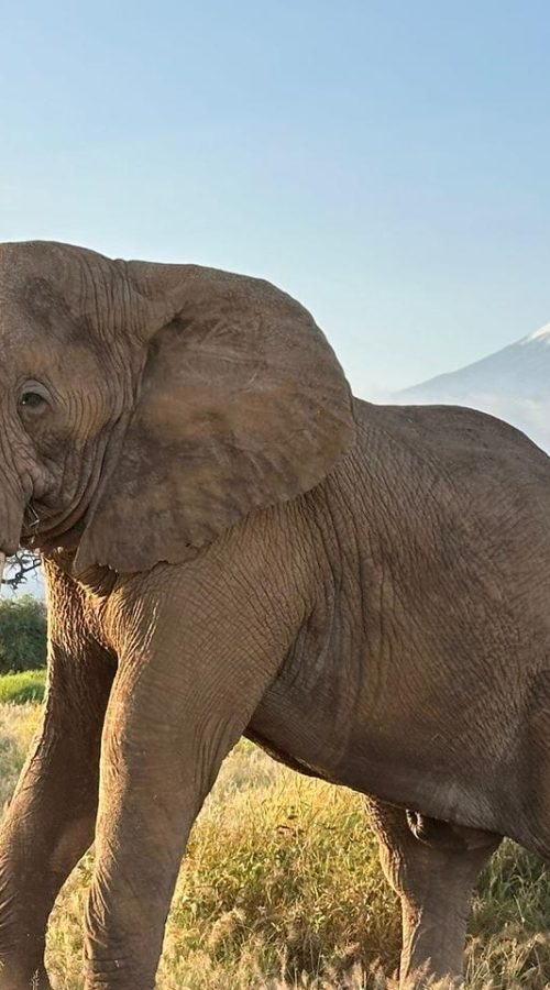 Amboseli Day Trip | Amboseli Climb Kilimanjaro