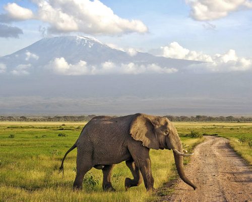 Kenya Scenic Safari | Daydream Safaris | Kenya Safari Tours | Amboseli Day Trip