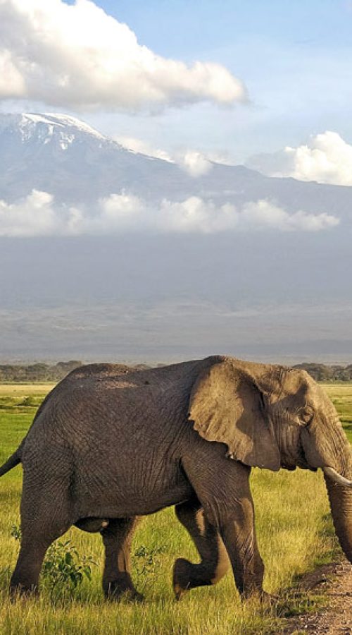Kenya Scenic Safari | Daydream Safaris | Kenya Safari Tours | Amboseli Day Trip