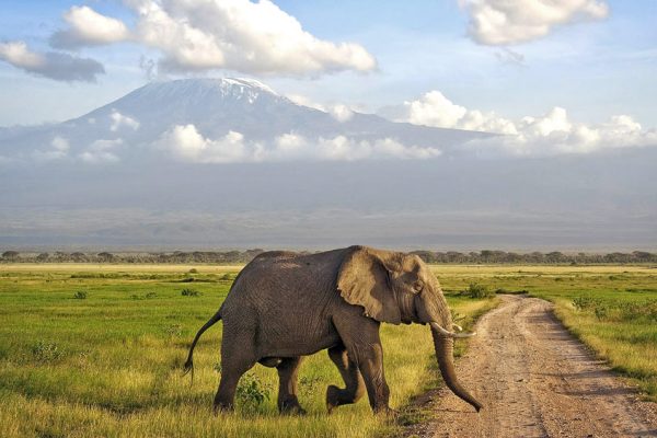 Kenya Scenic Safari | Daydream Safaris | Kenya Safari Tours | Amboseli Day Trip