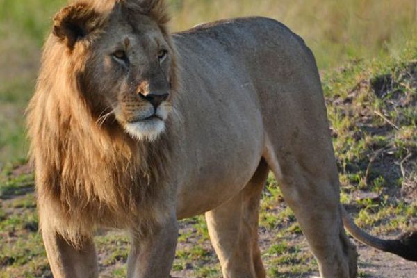 Kenya Safaris | Masai Mara & Lake Nakuru Safari