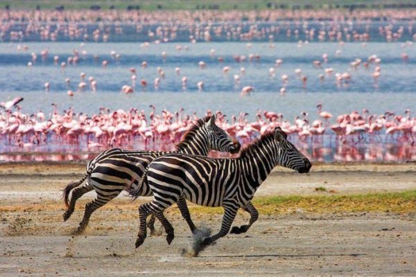 Lake Manyara | Daydream Safaris | Tanzania Safari Tours