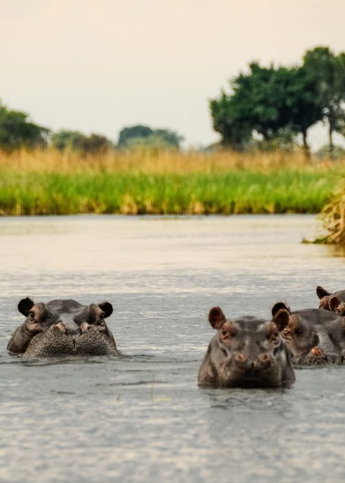 Lake Mburo National | Daydream Safaris | Uganda Safaris Tours
