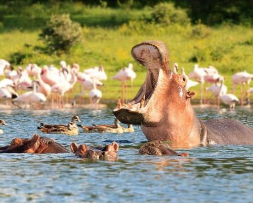 Lake Naivasha Safari | Daydream Safaris