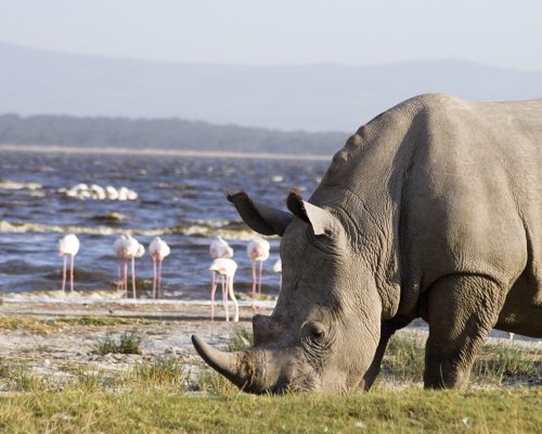 Masai Mara, Lake Nakuru Safari Package 4 days 3 Nights | Lake Nakuru Day Trip