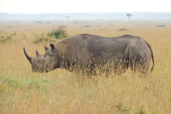 Kenya Safari | Daydream Safaris | Ol Pejeta Conservancy | Kenya Safari Tours
