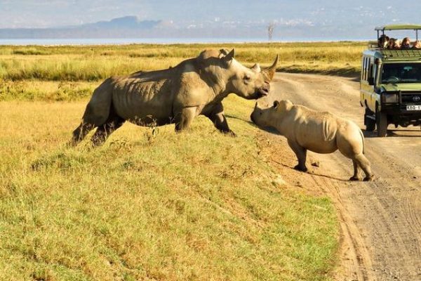 Ol Pejeta | Daydream Safaris | Kenya Safaris Tours