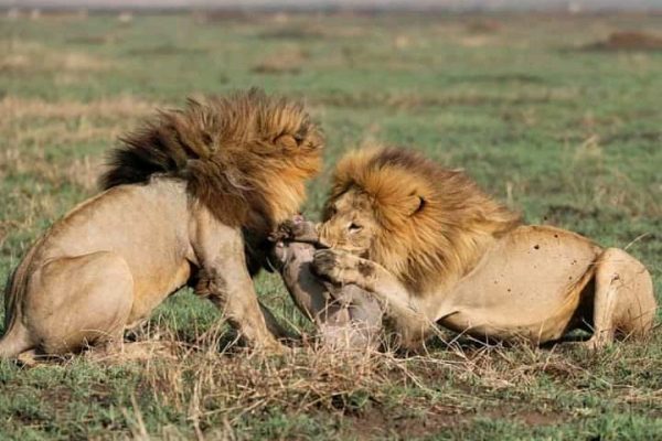 Daydream Safaris | Masai Mara Safari Package 3 Days 2 Nights