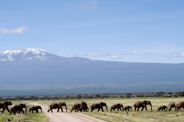 Kenya Safaris | Daydream Safaris | Amboseli Safari Tours