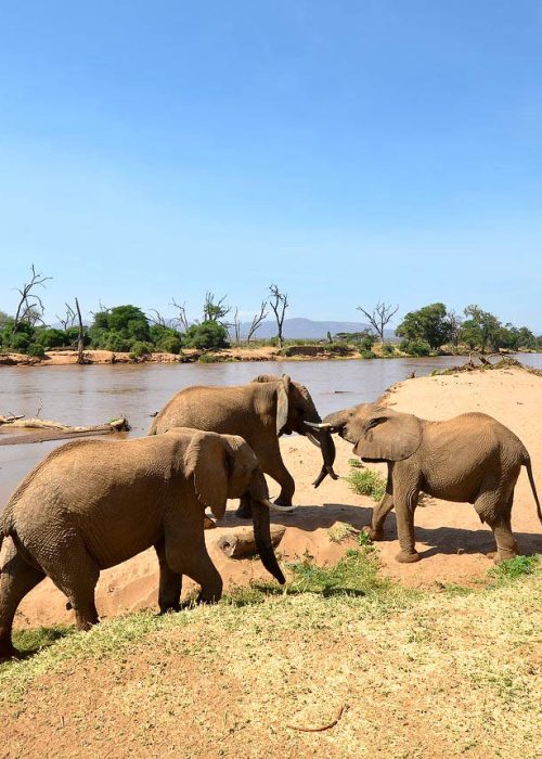 Samburu Safari | Daydream Safaris | Kenya Safari