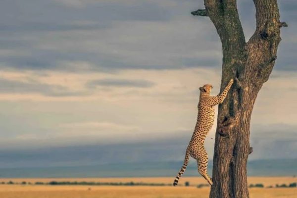 Samburu Safari | Daydream Safaris | Kenya Safaris
