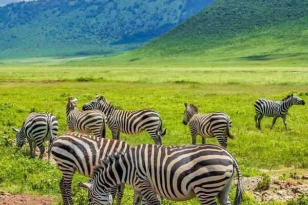 Africa Popular Safaris