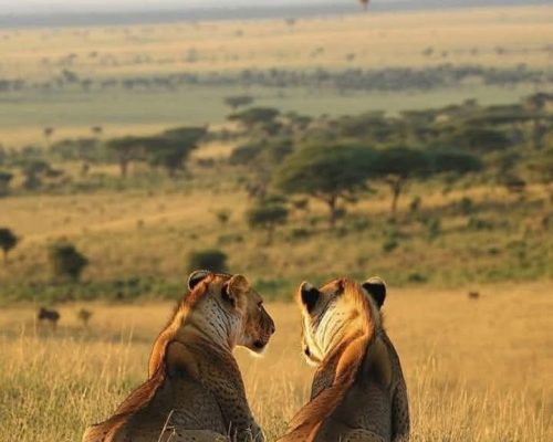 Daydream Safaris | Masai Mara Safaris | Kenya Tanzania Safaris