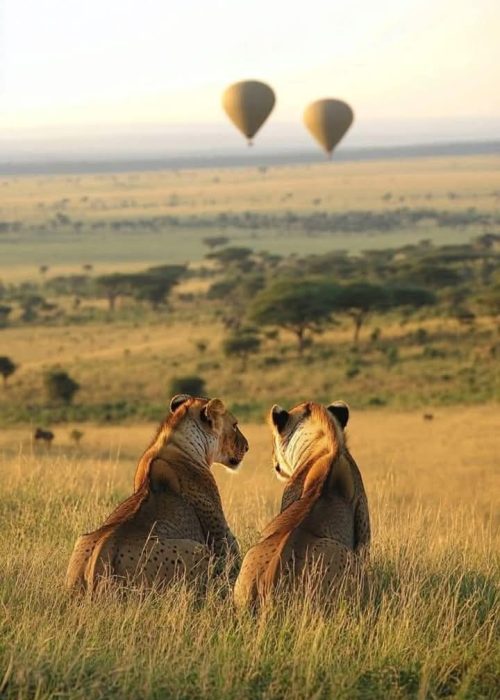 Daydream Safaris | Masai Mara Safaris | Kenya Tanzania Safaris