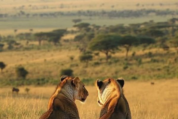 Daydream Safaris | Masai Mara Safaris | Kenya Tanzania Safaris