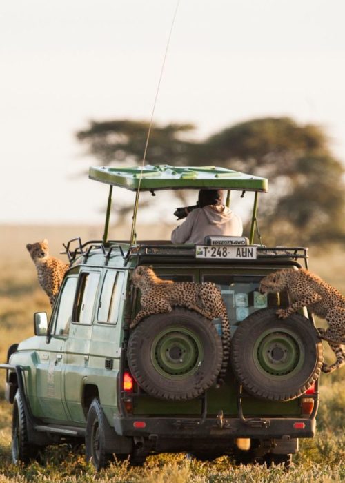 Serengeti Safari | Daydream Safaris | Tanzania Safaris | 8-Day Kenya & Tanzania Safari