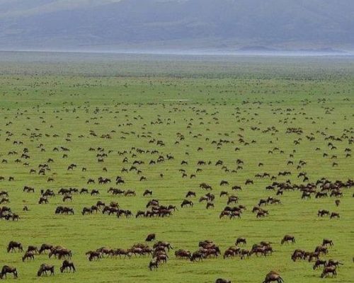 Serengeti Safaris | Daydream Safaris | Combined Kenya Tanzania Safari | Photography Safari