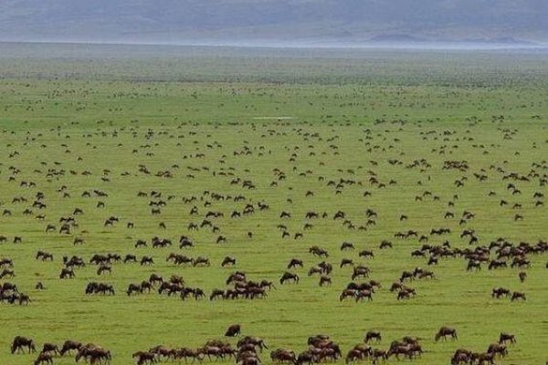 Serengeti Safaris | Daydream Safaris | Combined Kenya Tanzania Safari | Photography Safari