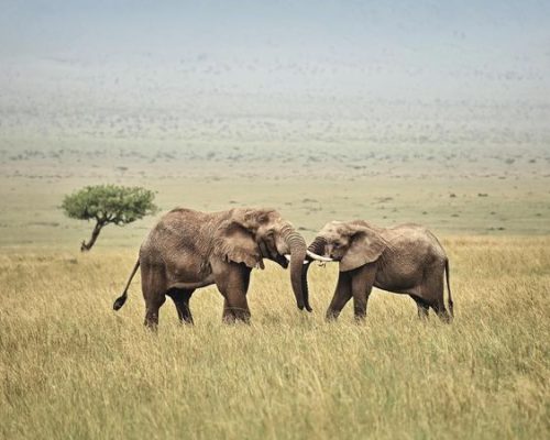 Masai Mara Elephant | Daydream Safaris | Kenya Safaris | Masai Mara Lake Nakuru Amboseli Safari