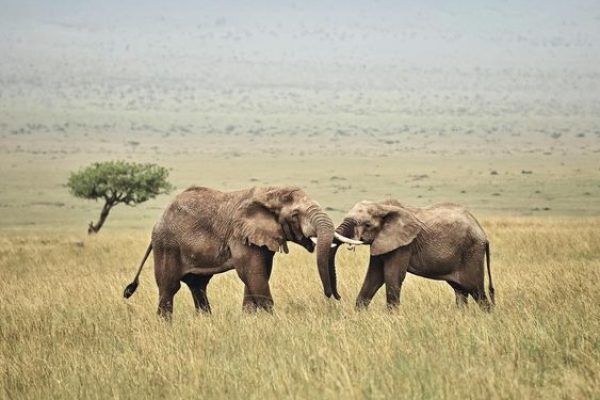 Masai Mara Elephant | Daydream Safaris | Kenya Safaris | Masai Mara Lake Nakuru Amboseli Safari