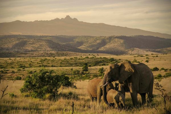 Masai Mara Elephants | Daydream Safaris | Kenya Masai Mara Safari | Masai Mara Kenya |
