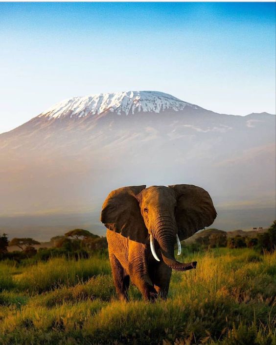 Amboseli Day Trip