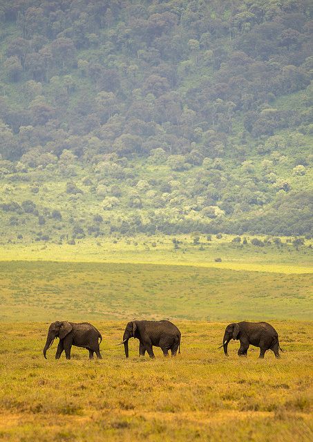 Ngorongoro Crater | Daydream Safaris | Tanzania Safaris Tours