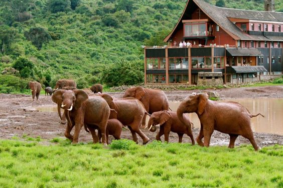 Aberdare Safaris | Daydream Safaris | Kenya Safari