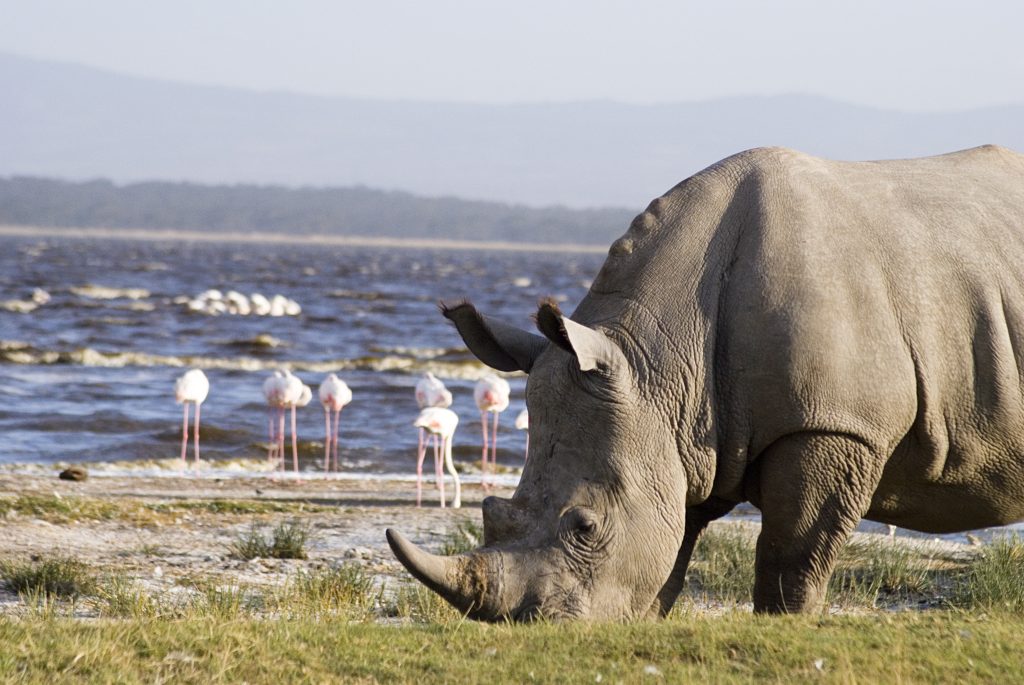 Masai Mara, Lake Nakuru Safari Package 4 days 3 Nights | Lake Nakuru Day Trip