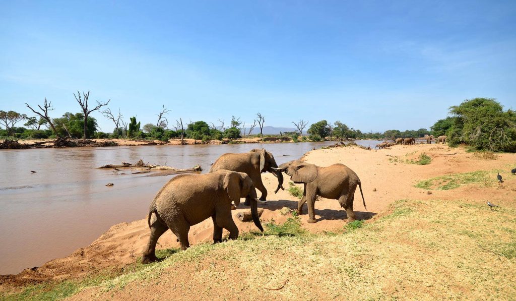 3 Days 2 Nights Samburu Safari | Daydream Safaris | Kenya Safari