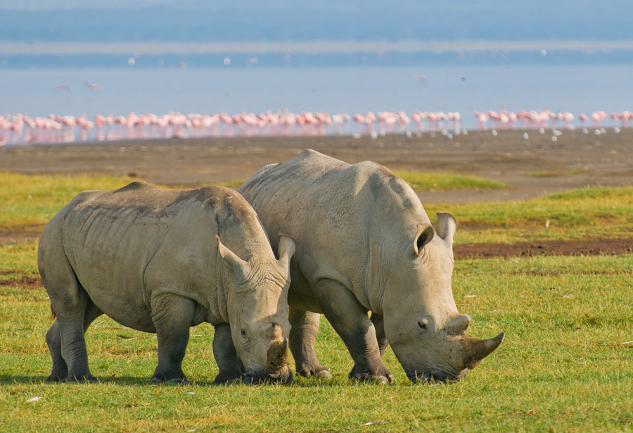 Masai Mara Lake Nakuru safari