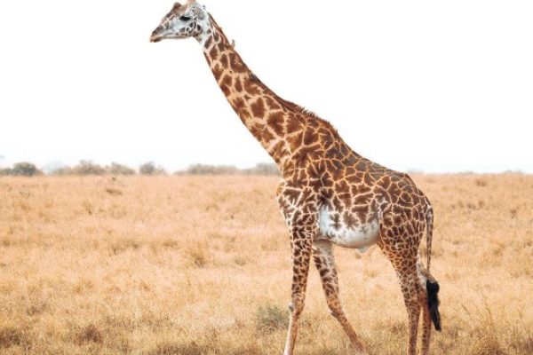 Daydream Safaris | Kenya Safari Tours