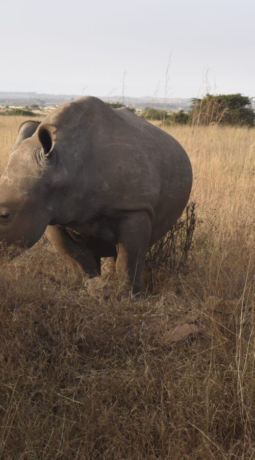 Nairobi Day Trip