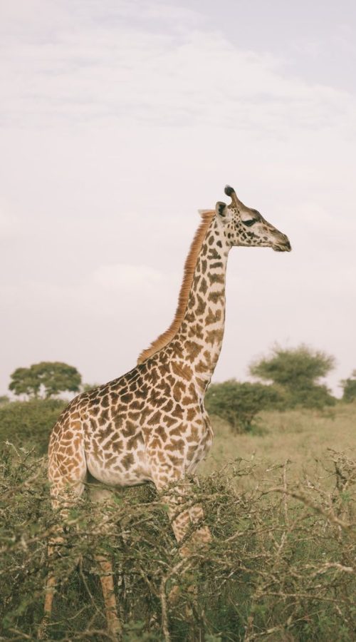 Nairobi Day Trip
