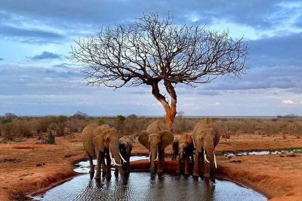 Tsavo4