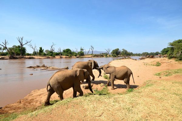 3 Days 2 Nights Samburu Safari | Daydream Safaris | Kenya Safari