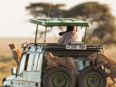 8-Day Kenya & Tanzania Safari | Kenya Tanzania Safaris